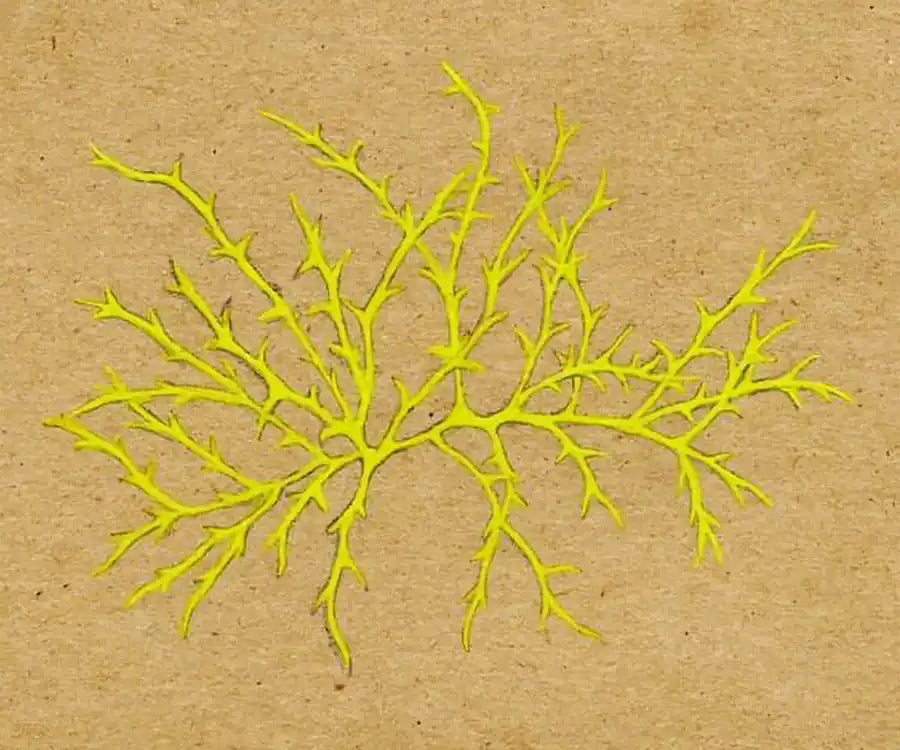 Moss postcard on natural stock